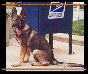 Bixie awaiting mail delivery.